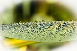 water droplets.jpg