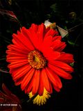 Gerbera.JPG