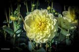 Dahlia-Glory of heemstede .JPG
