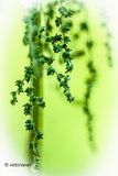 Grote brandnetel - Urtica dioica.JPG
