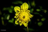 Dahlia-Glory of heemstede .JPG