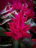 Celosia Plumosa.JPG