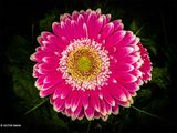 Gerbera .JPG