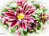 Chrysanthemum.jpg