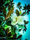 Magnolia grandiflora.JPG
