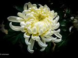 Chrysanthemum.jpg