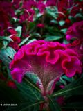 Celosia argentea cristataJPG