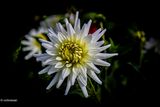 Dahlia-My love.JPG
