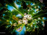 Hulst - Ilex aquifolium.JPG