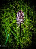 Purperorchis - Orchis purpurea .JPG