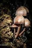 Grote bloedsteelmycena - Mycena haematopus.JPG