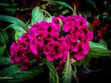 Celosia.JPG