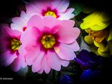 Primula.JPG
