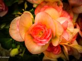 Begonia.JPG