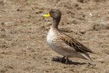 Speckled Teal (m.)