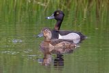 Ring-necked Duck (cp)