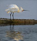 Todays Favourite at Cley.jpg