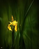 In the Marsh.jpg