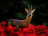 Roe Deer in Poppy Field.jpg