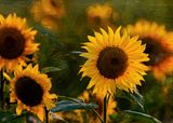 Sunflowers.jpg