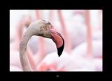 Flamingo.jpg