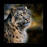 Contemplation.James jpeg