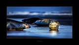 Seals.jpg