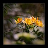 Vintage Lens Day Again .....jpg