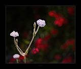 Taken with Antique Lens..jpg
