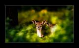 Startled .....JPG