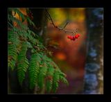Simplicity in the Woods today .....jpg