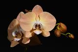 D72_0273_00007s.jpg