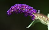 D72_1459_00054s.jpg