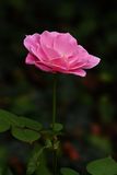 D72_1556_00007s.jpg