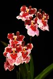D85_0690_005s.jpg