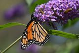 D85_7685_005s.jpg