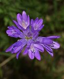 Blue Dicks, Dichelostemma capitatum