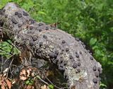 Cramp Balls, Annulohypoxylon