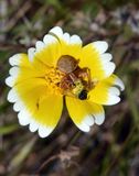 Crab Spider, Xysticus sp