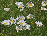 daisies sp 