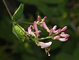 Honeysuckle, Lonicera hispidula