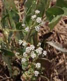 Broad-leaved Peppergrass, Lepidium latifolium