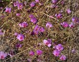 Ruby Chalice Clarkia, Clarkia rubicunda