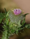 Plume thistle, Cirsium sp