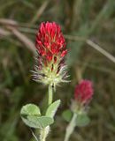 Crimson Clover, Trifolium incarnatum