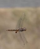 Spot-winged Glider, Pantala hymenaea