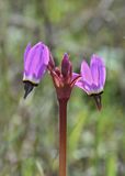 Padres Shooting Star, Primula clevelandii 