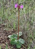 Padres Shooting Star, Primula clevelandii 