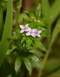 Field Madder, Sherardia arvensis
