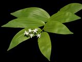 Starry False Solomon Seal, Smilacena stellata